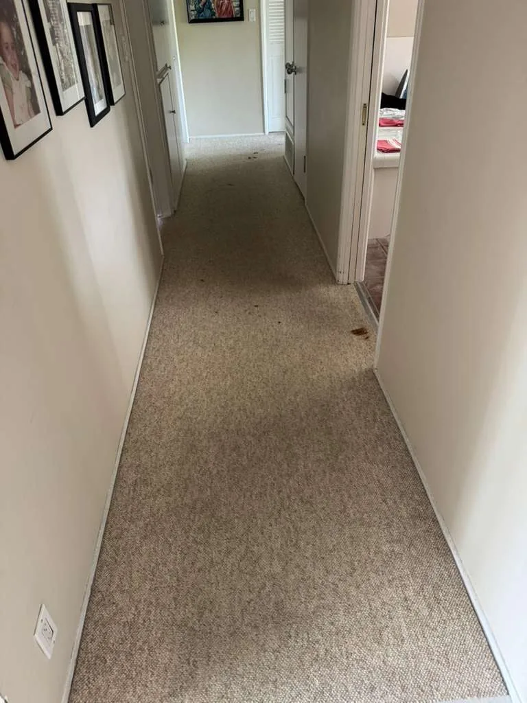 Narrow hallway carpet after cleaning, with framed pictures along the wall