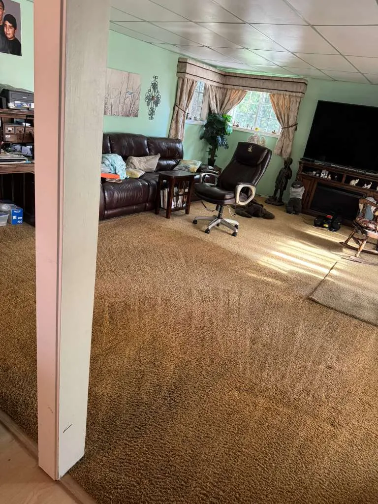 The same family room carpet after cleaning, with the traffic lanes lifted