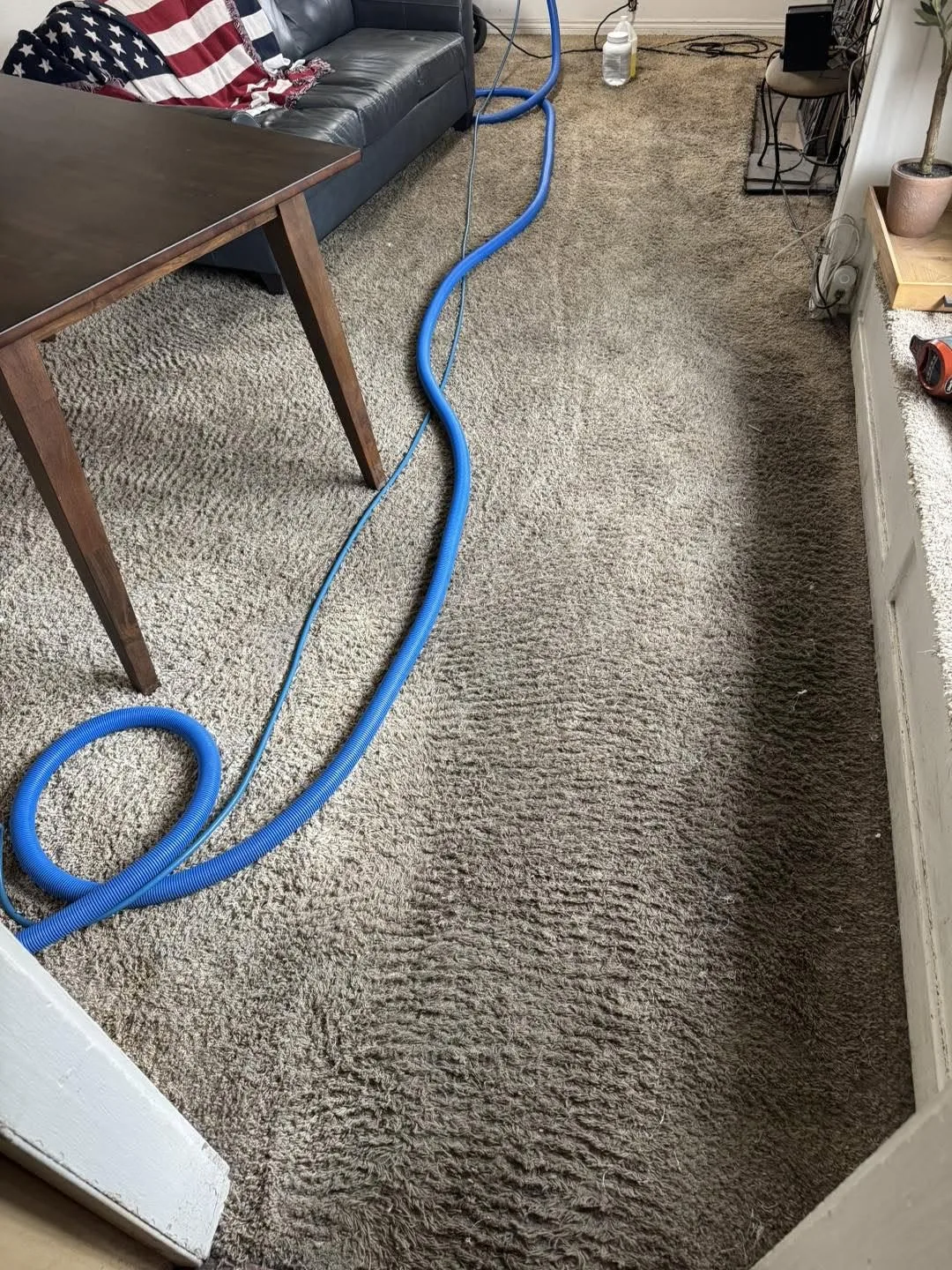 Blue extraction hose running across living room carpet during a cleaning job
